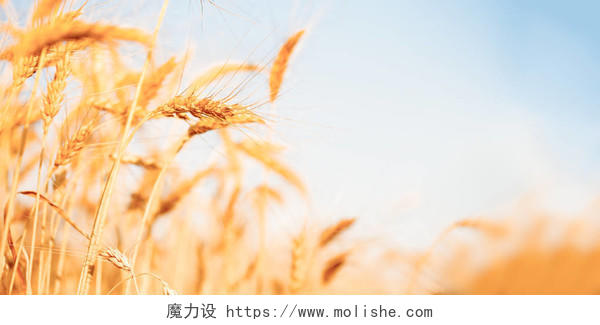 夏天的午后小麦作物希望的田野二十四节气24节气芒种小满